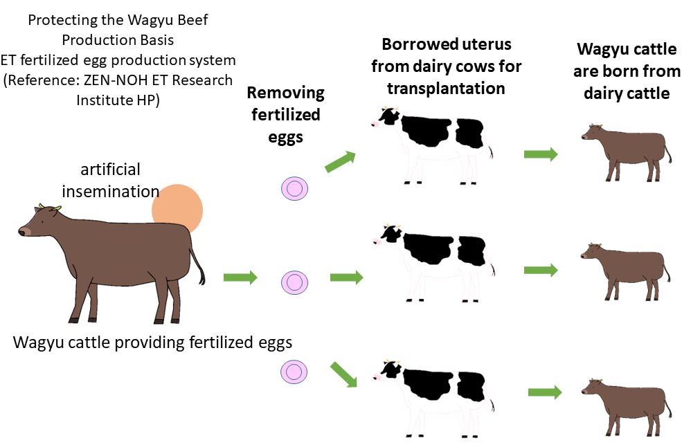 World’s First Successful Fertilized Cow Egg Flown Via Transport 